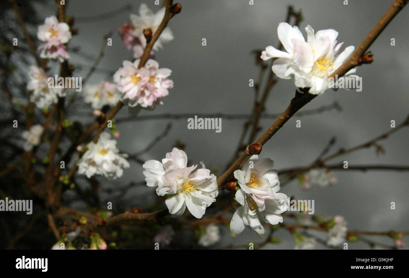 View of a winter flowering cherry tree, in St James Park, central