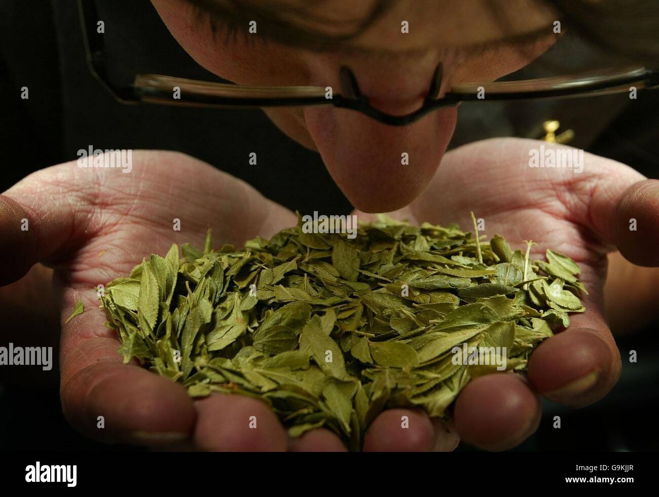 Herbs herbalists who use whole plant extracts plants in medicine hires