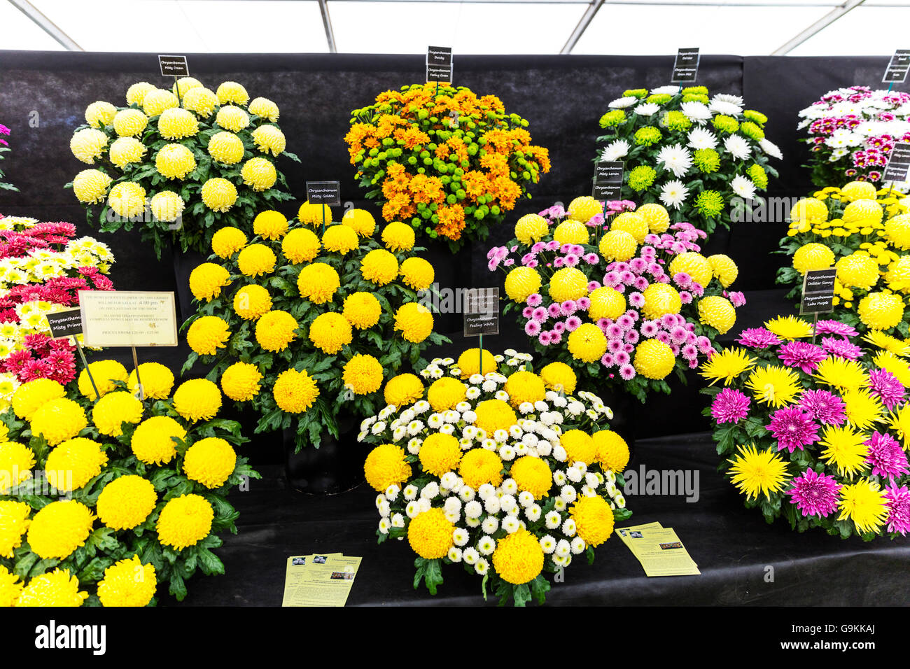 Chrysanthemums Chrysanthemum flower display flowers blooms flowering