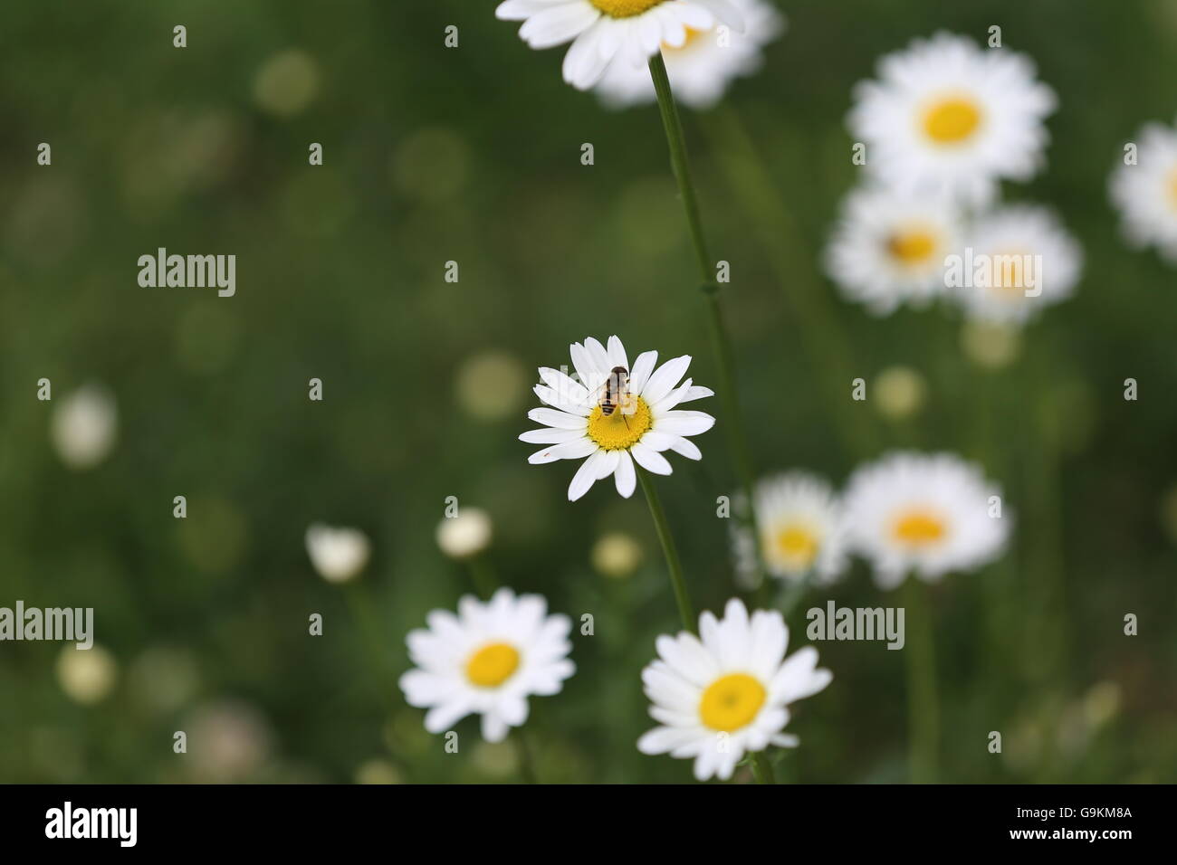 Bee on flowers in the wild hi-res stock photography and images - Alamy