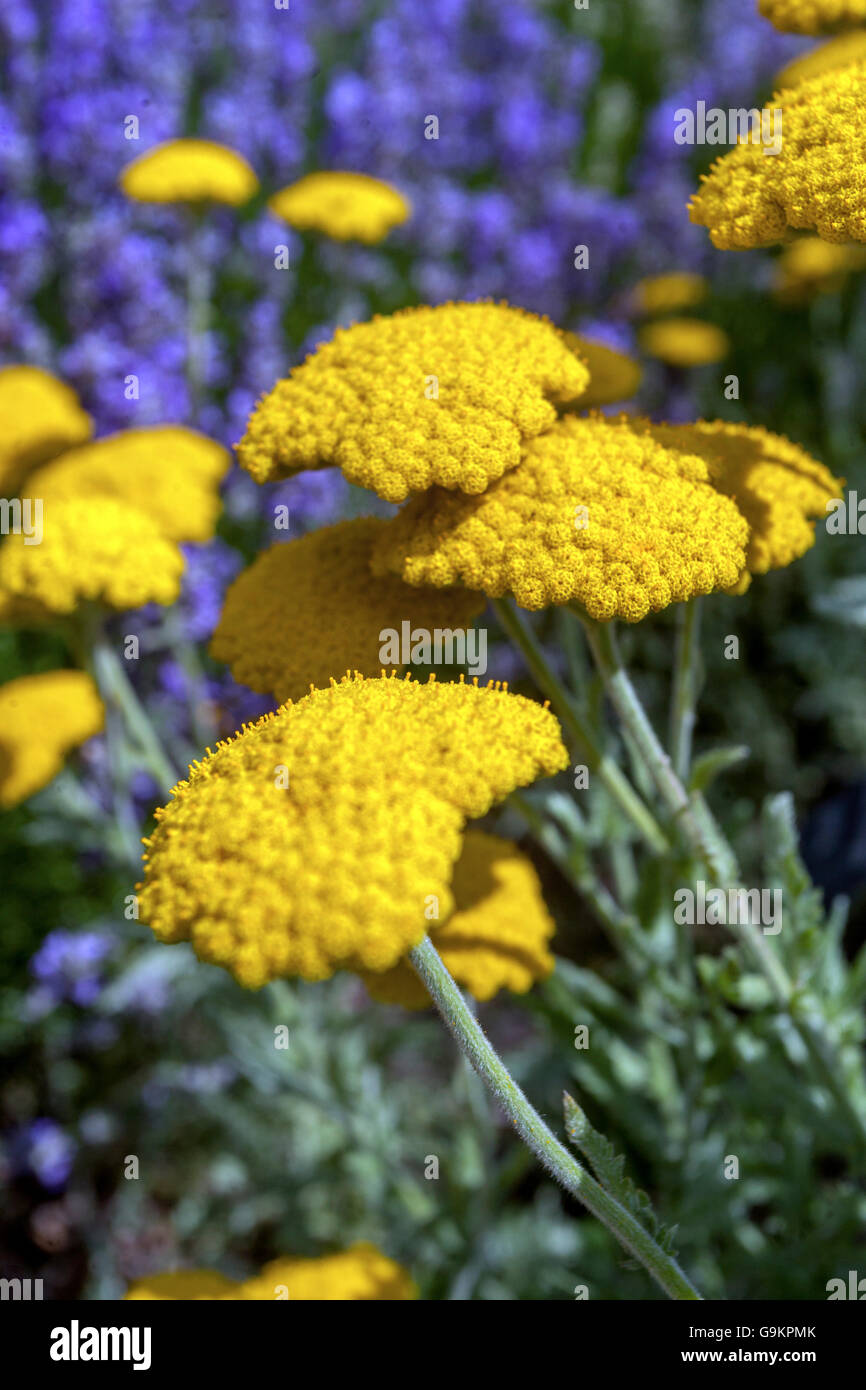 Yellow Yarrow, Achillea clypeolata Stock Photo
