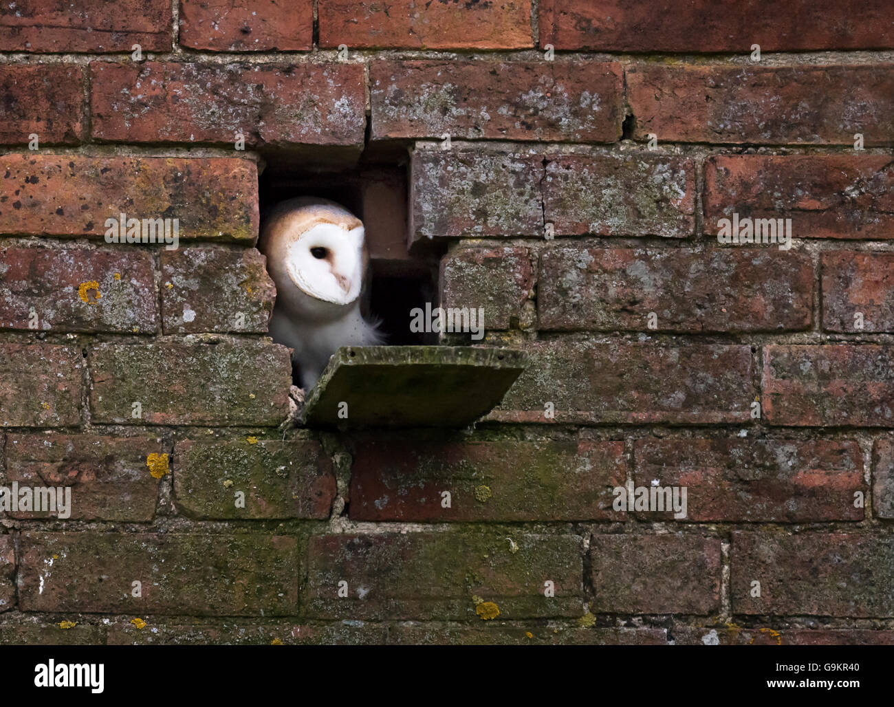 A wild Barn Owl Tyto Alba peeping out of it's nest,  Warwickshire Stock Photo