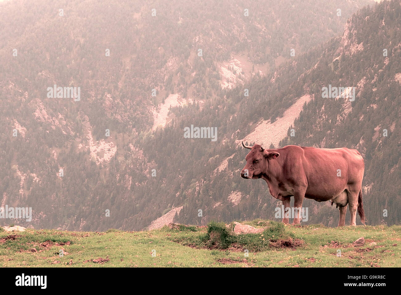 One long-horn cow standing in a green meadow with mountain views. Stock Photo