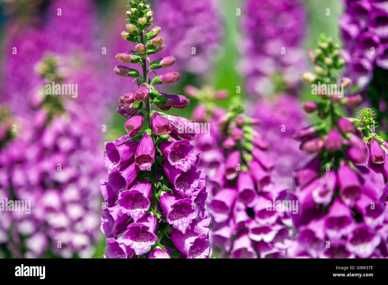 Purple Foxglove, Digitalis purpurea mauve Stock Photo