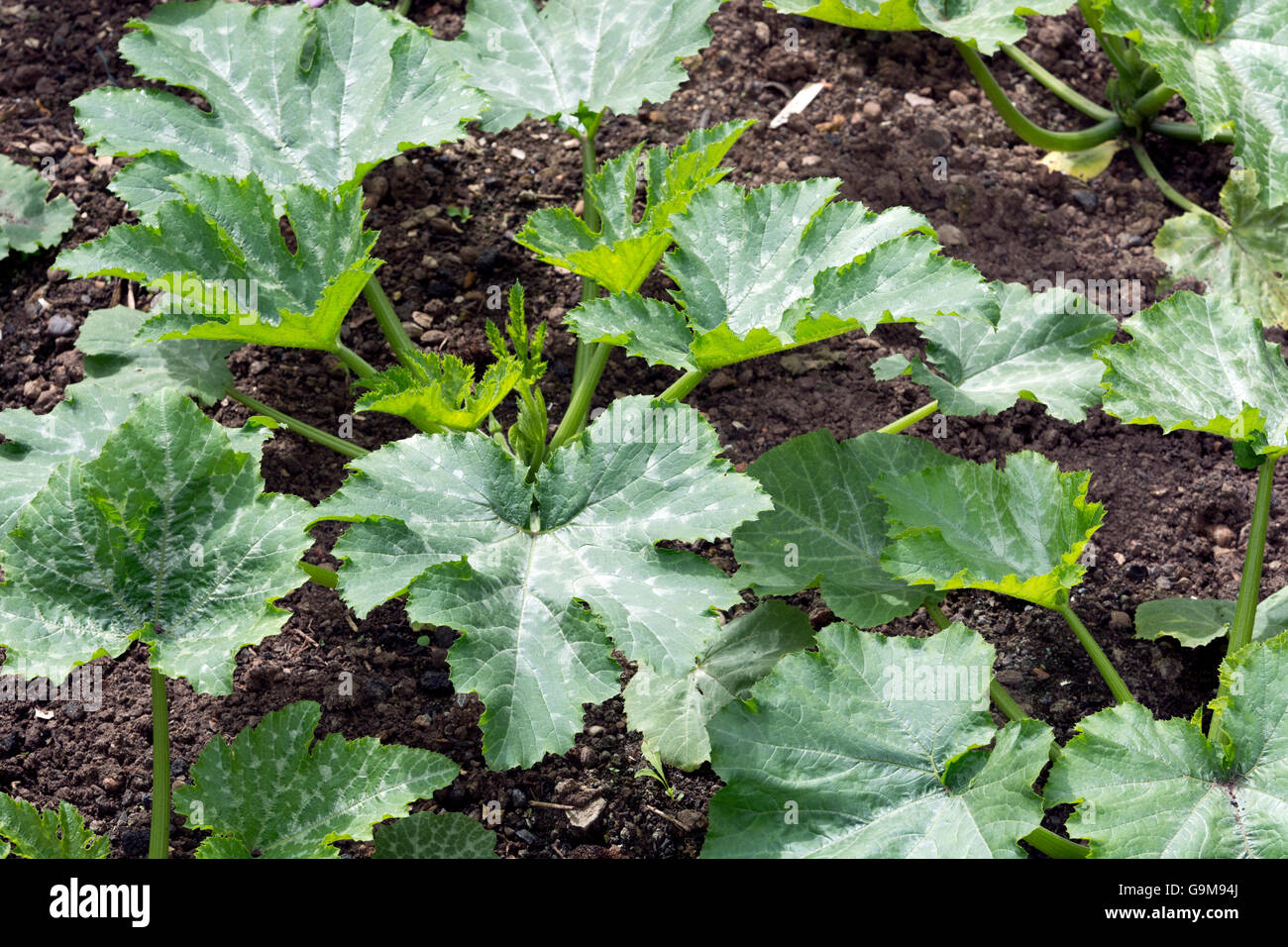 Courgette plants growing in a garden Stock Photo