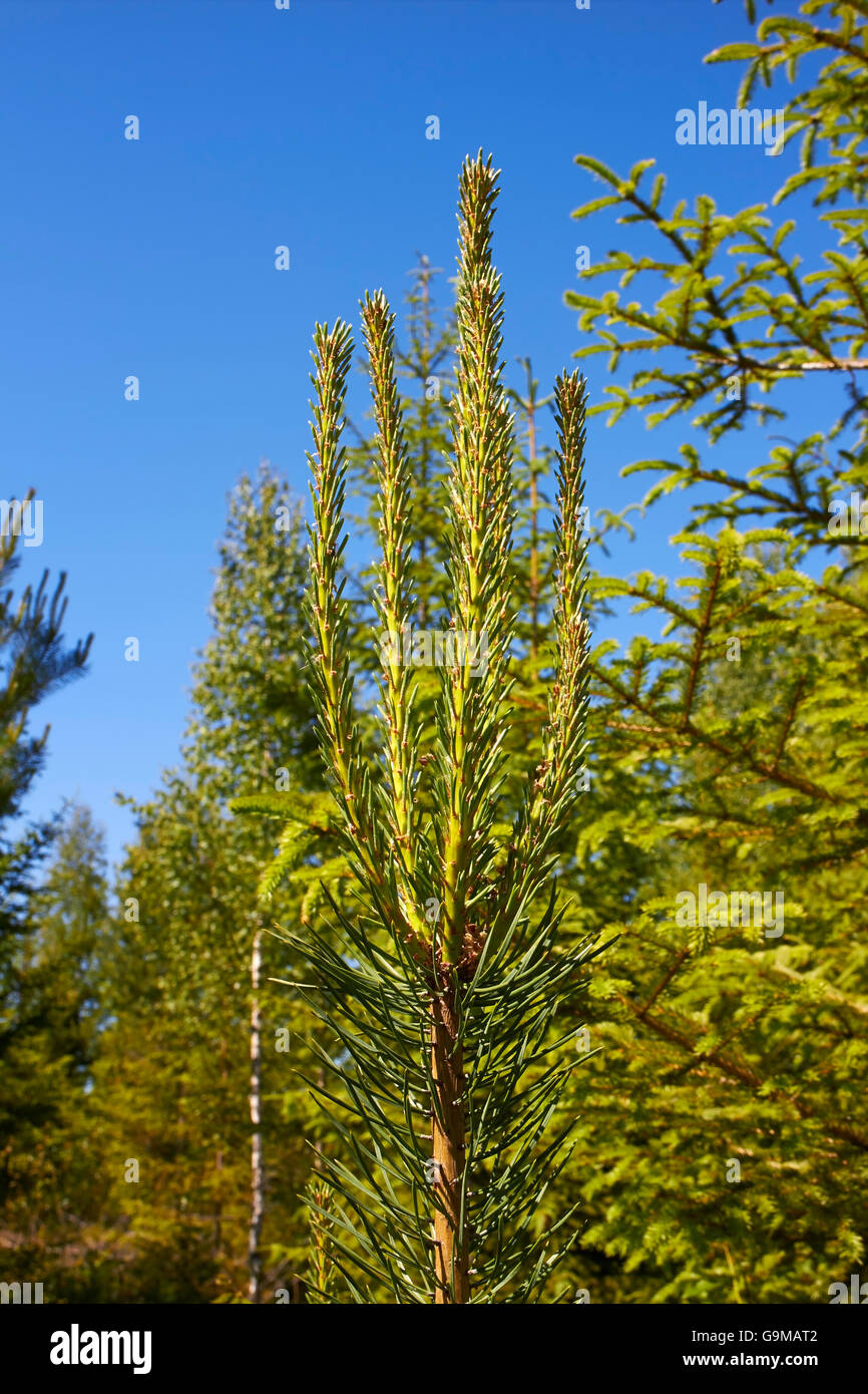 pine tree growth Stock Photo Alamy
