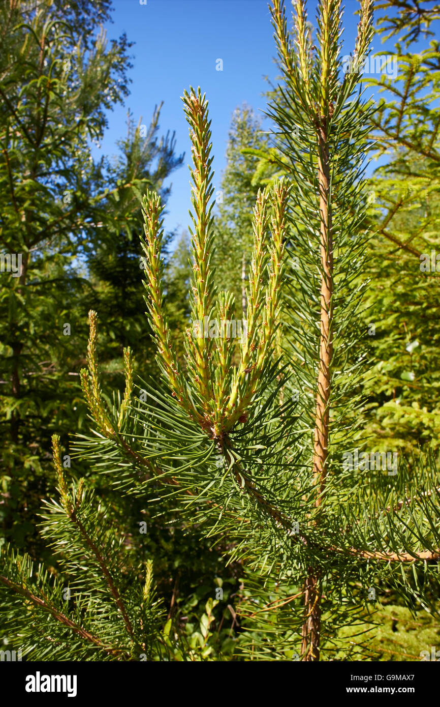 pine tree growth Stock Photo Alamy