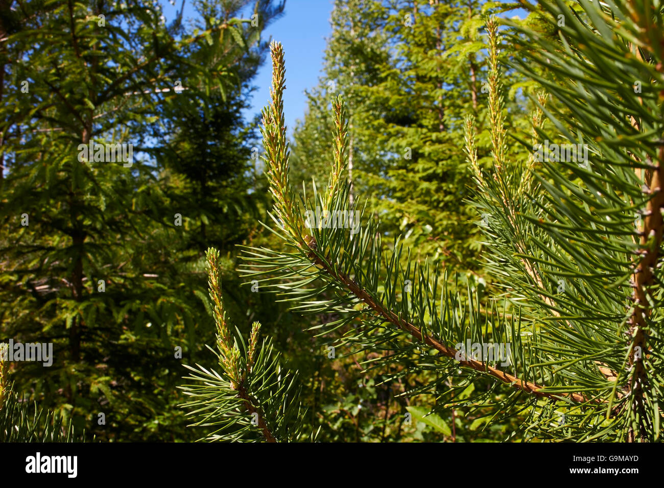 pine tree growth Stock Photo Alamy
