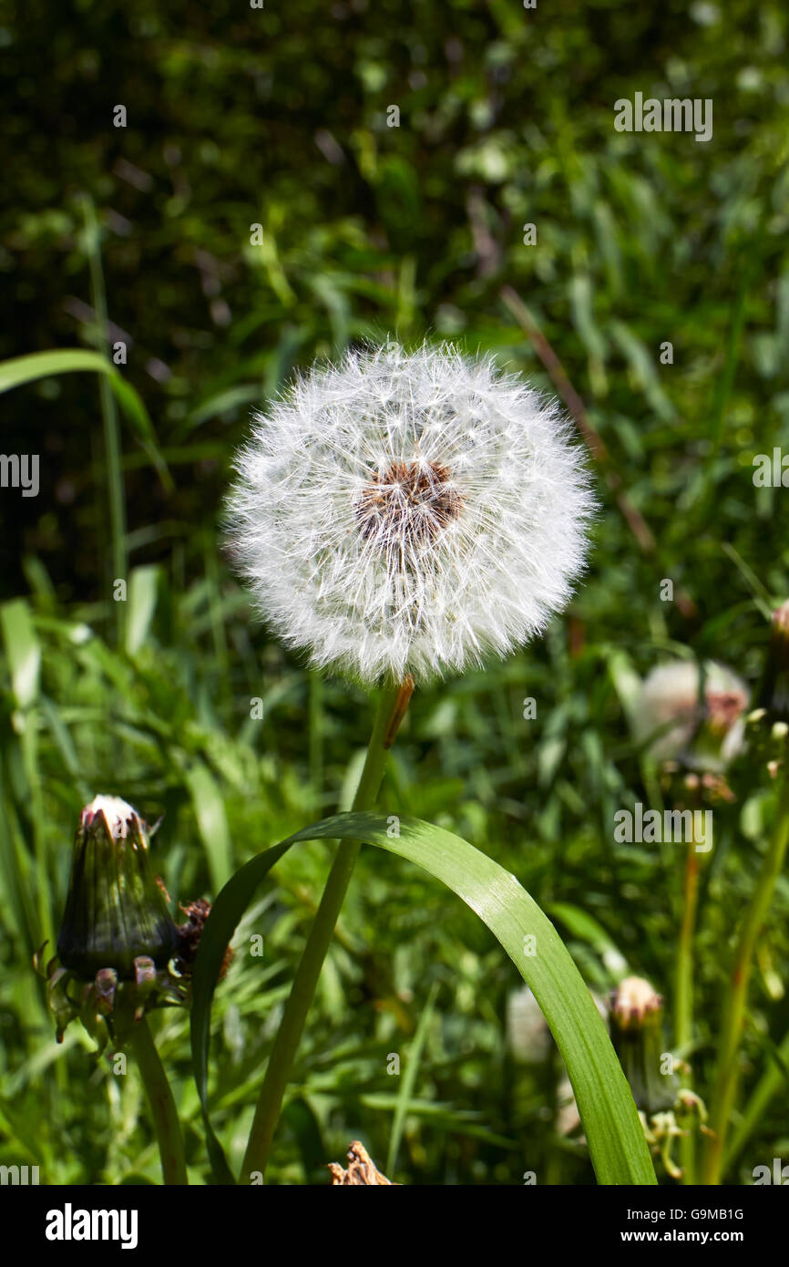 dandelion seedhead Stock Photo
