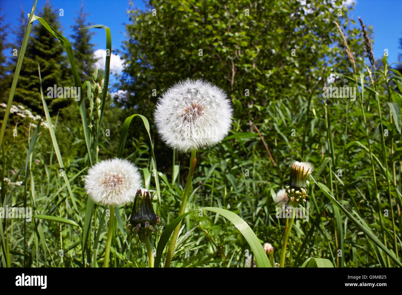 dandelion seedhead Stock Photo