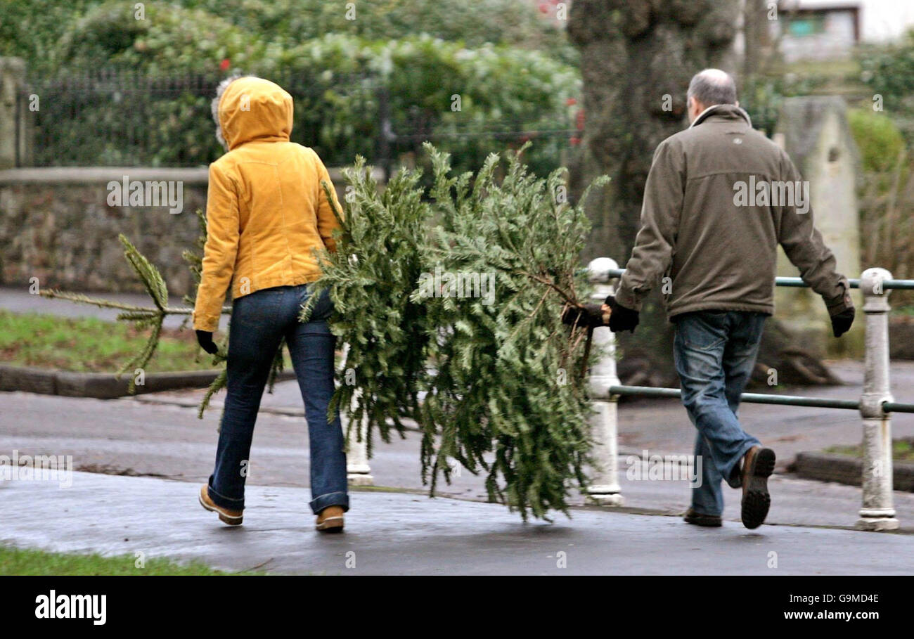 Full length back view christmas tree recycling carrying mangsb hires