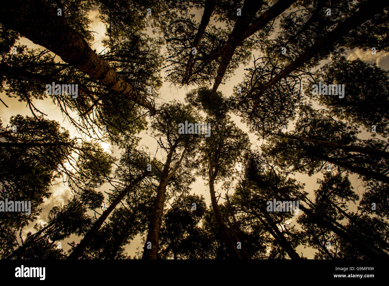 Look up into the trees, forest shot. Stock Photo