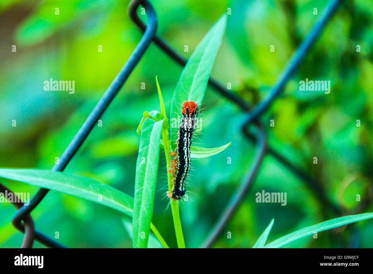 Black worm hi-res stock photography and images - Alamy