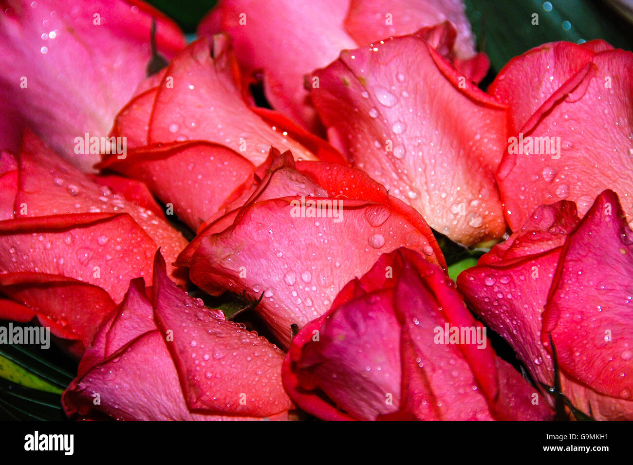 Roses with water drops on its petals Stock Photo - Alamy