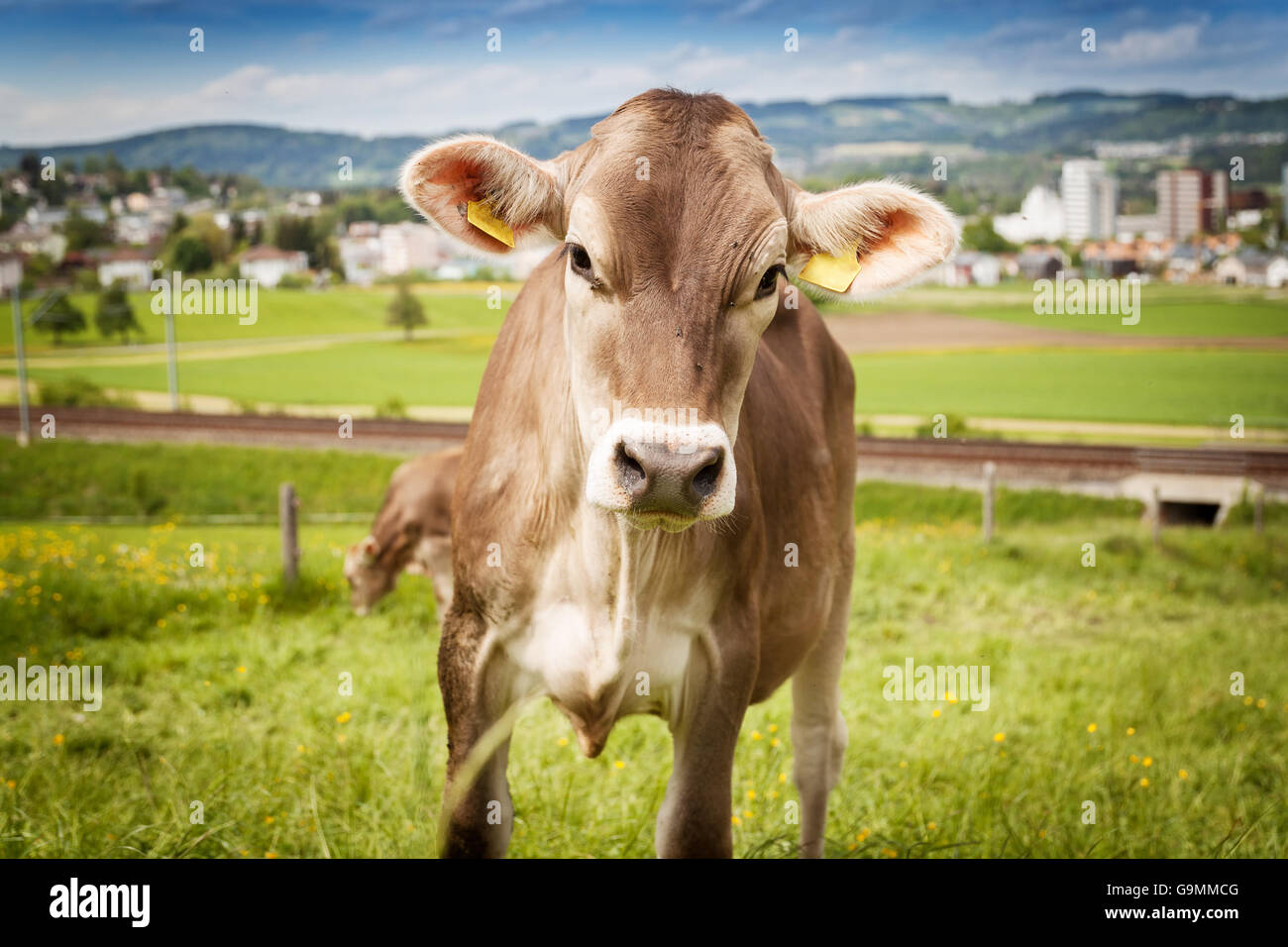 portrait of cow who is grazing outside at pasture land Stock Photo