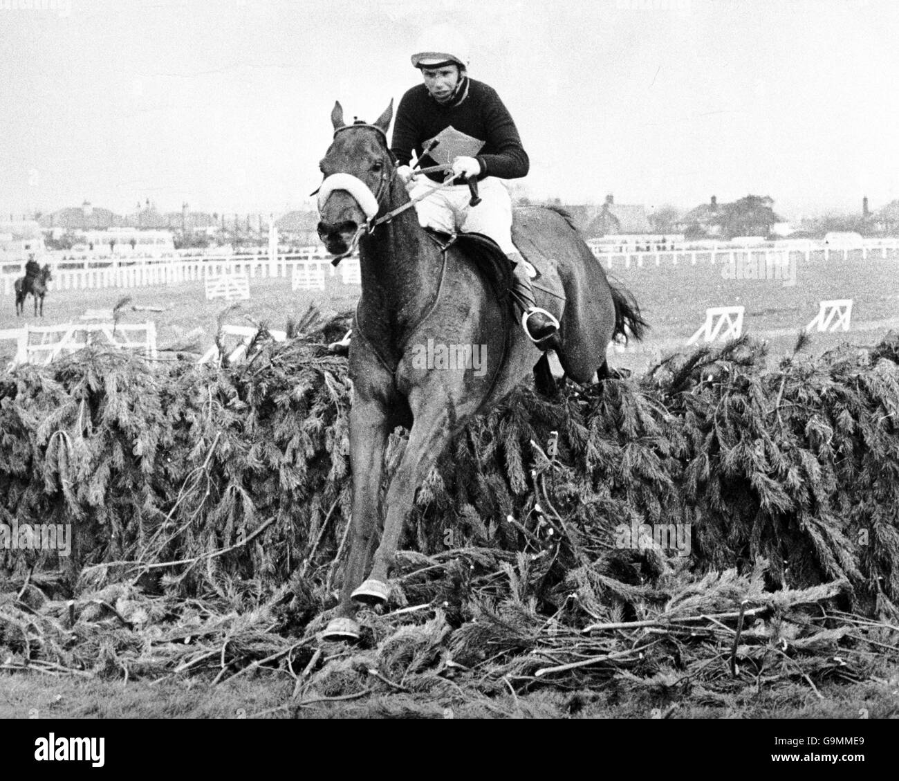 Red rum horse Black and White Stock Photos & Images Alamy