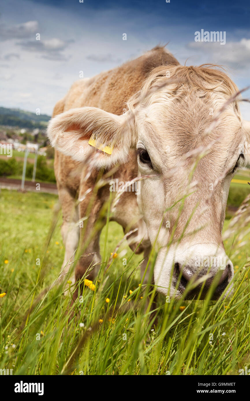 portrait of cow who is grazing outside at pasture land Stock Photo
