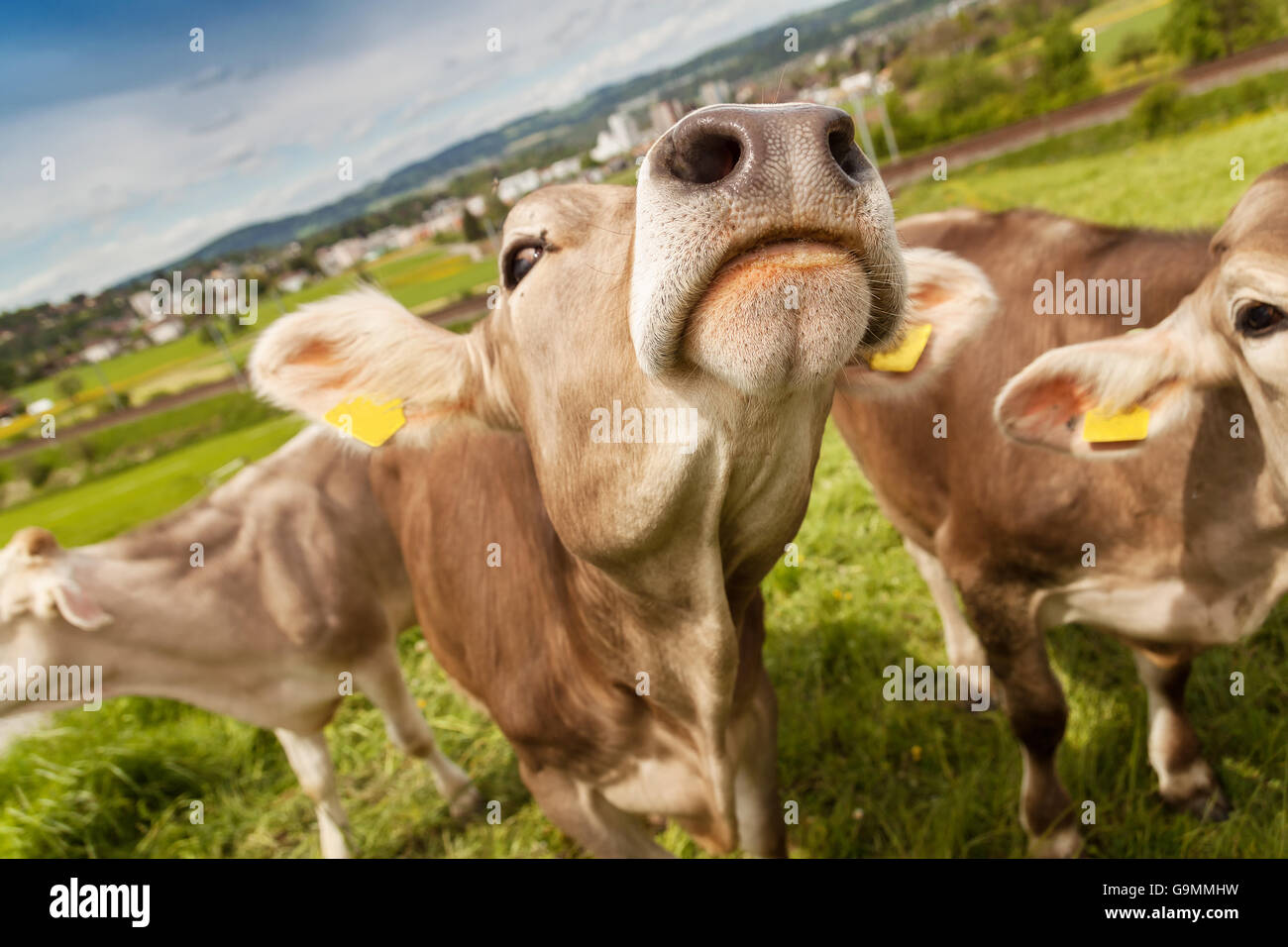 portrait of cows who grazing outside at pasture land Stock Photo