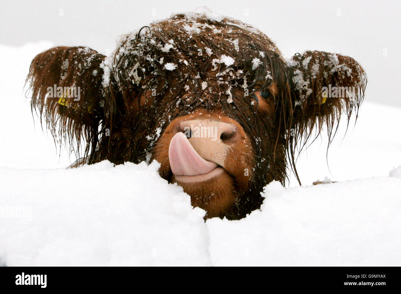 Cow after snowfall hires stock photography and images Alamy