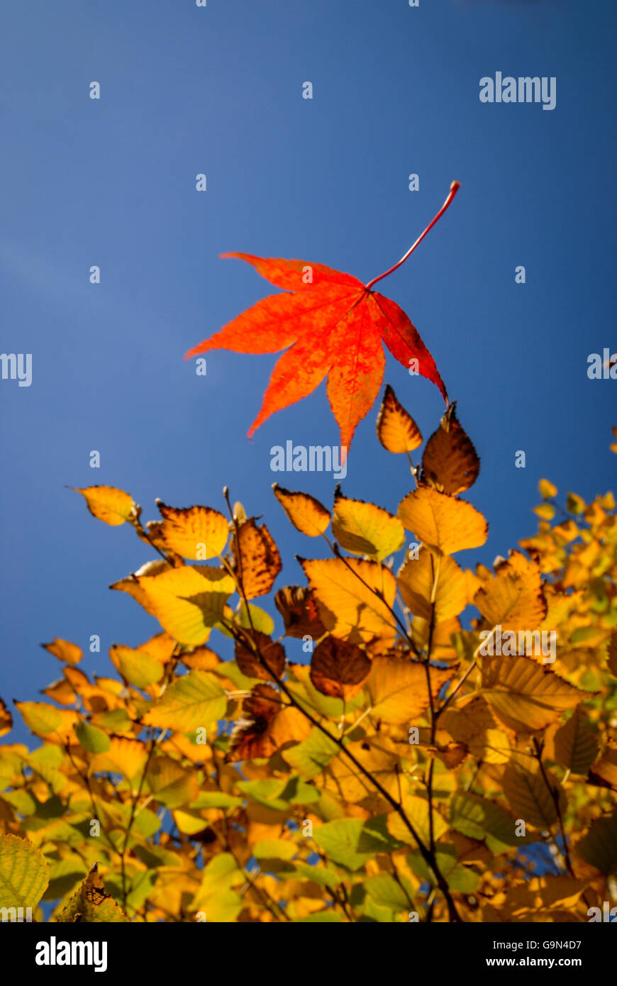 An Acer leaf falls past a Betula Costata tree at the start of autumn / fall. Stock Photo