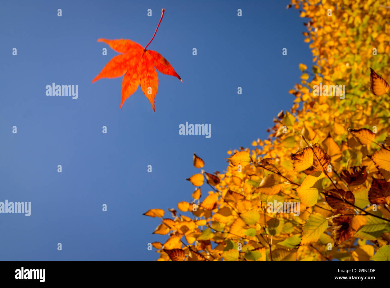 An Acer leaf falls past a Betula Costata tree at the start of autumn / fall. Stock Photo