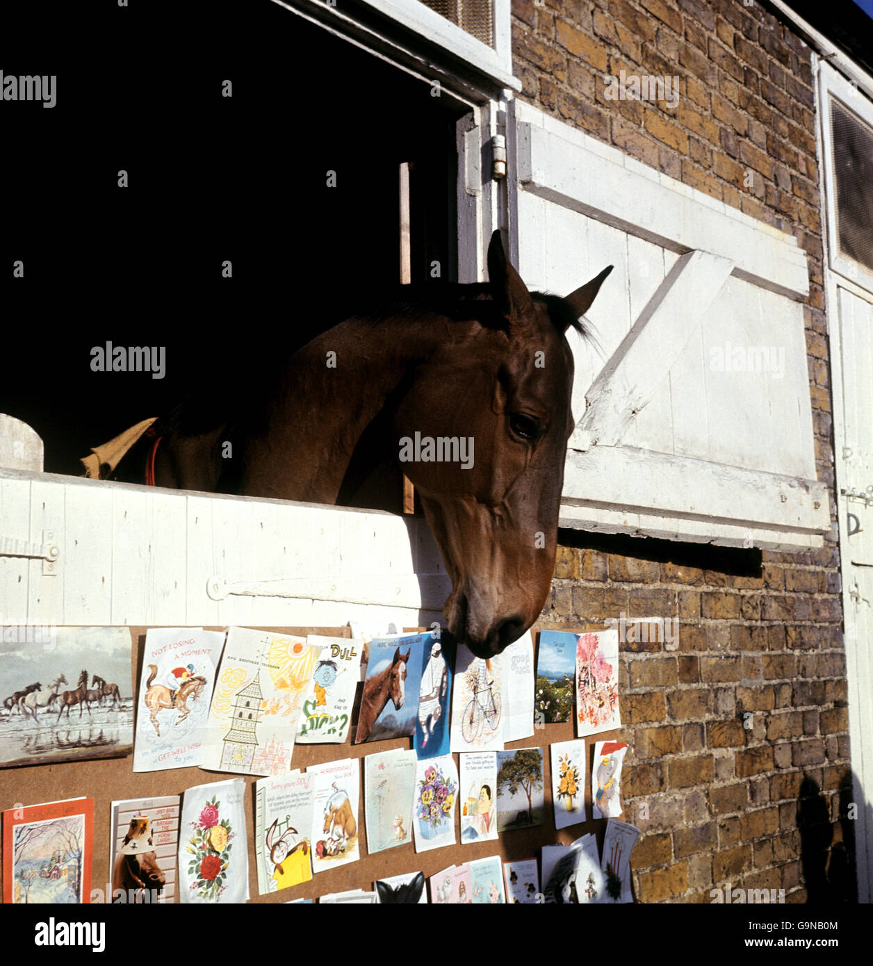Arkle recovers from a fractured bone in the leg, with some of the 'get well soon' cards received at Kempton Stock Photo
