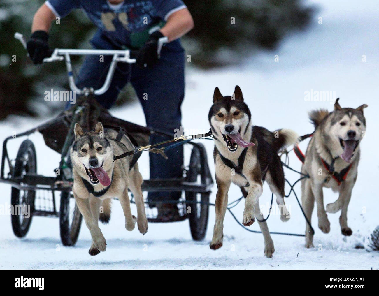 Scottish sled dog rally Stock Photo