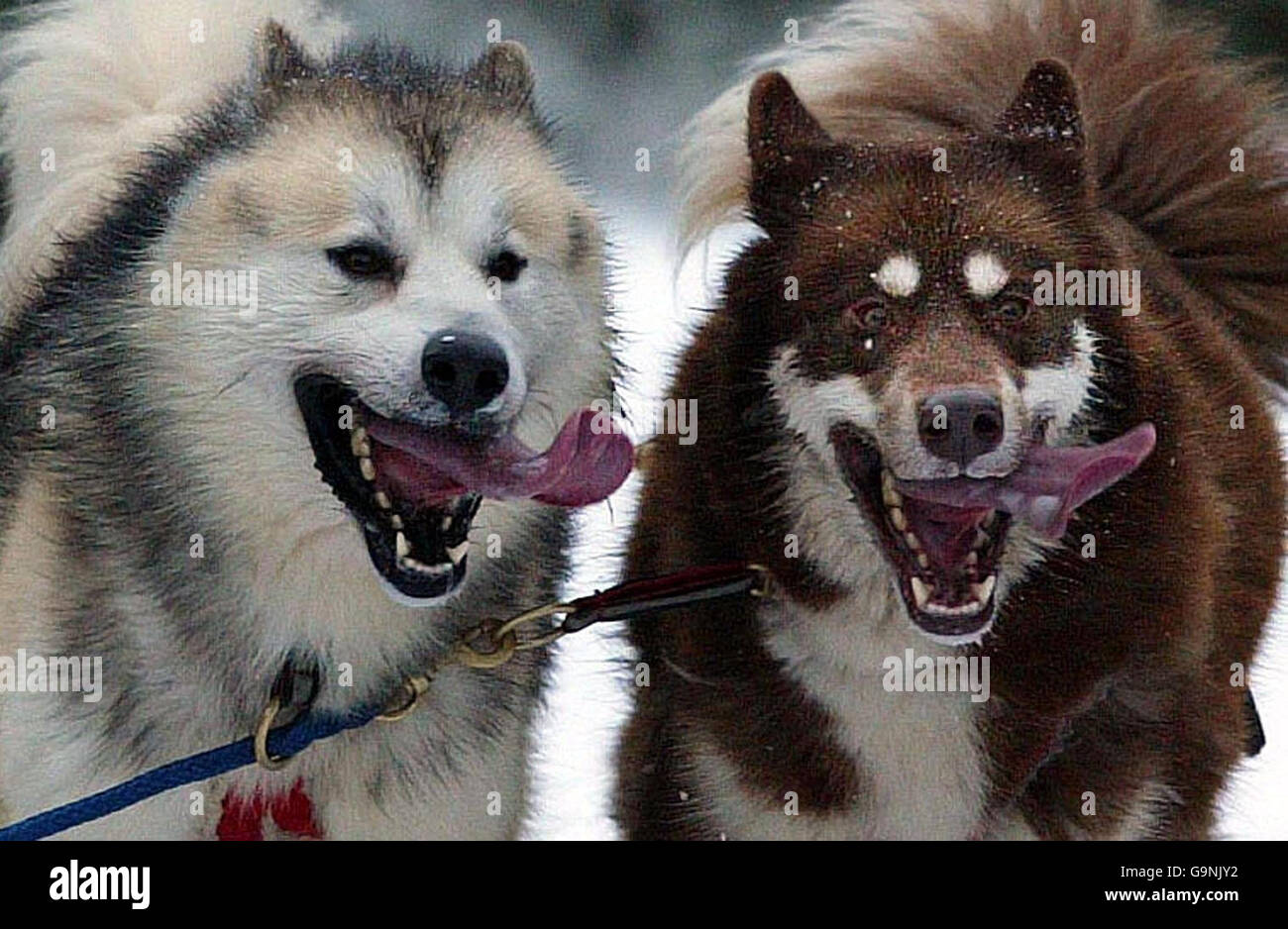 Mushers from throughout the UK gather in the forests around Aviemore for the biggest event in the British husky calendar - the Arden Grange & Siberian Husky Club of GB Aviemore Sled Dog Rally. Stock Photo