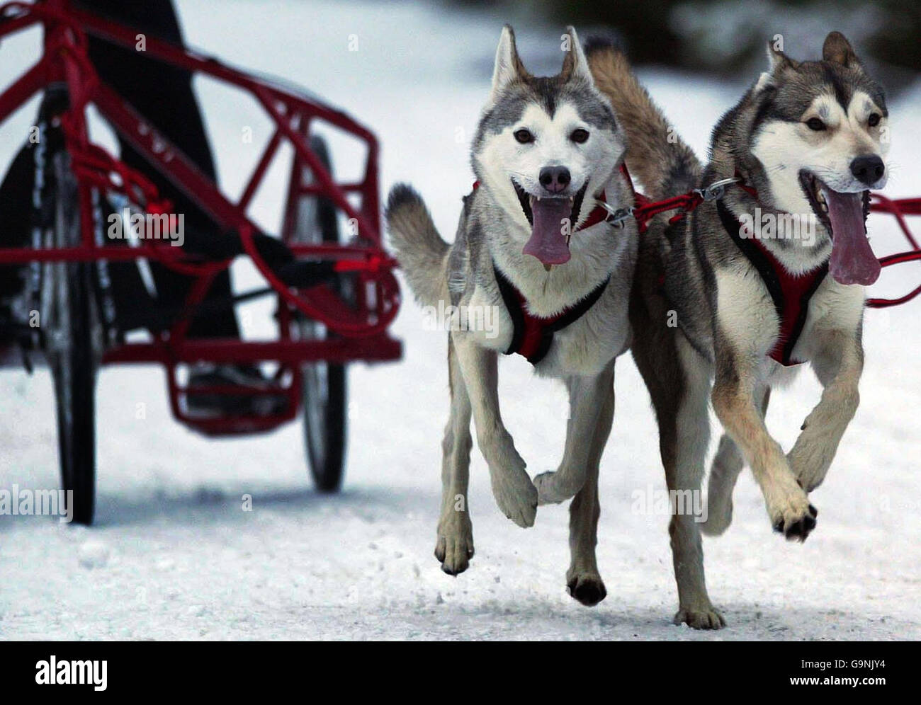 Mushers from throughout the UK gather in the forests around Aviemore for the biggest event in the British husky calendar - the Arden Grange & Siberian Husky Club of GB Aviemore Sled Dog Rally. Stock Photo
