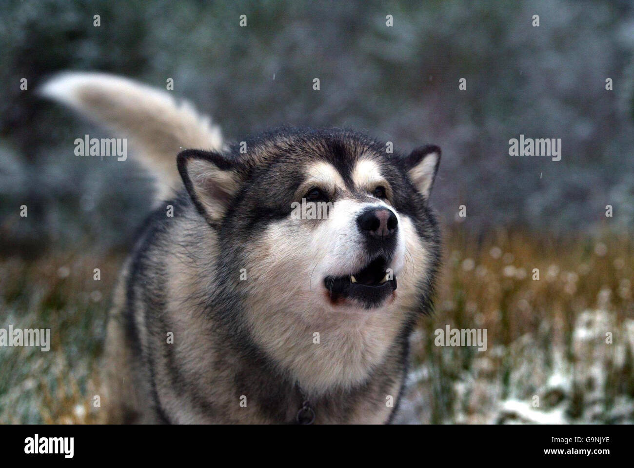 Mushers from throughout the UK gather in the forests around Aviemore for the biggest event in the British husky calendar - the Arden Grange & Siberian Husky Club of GB Aviemore Sled Dog Rally. Stock Photo