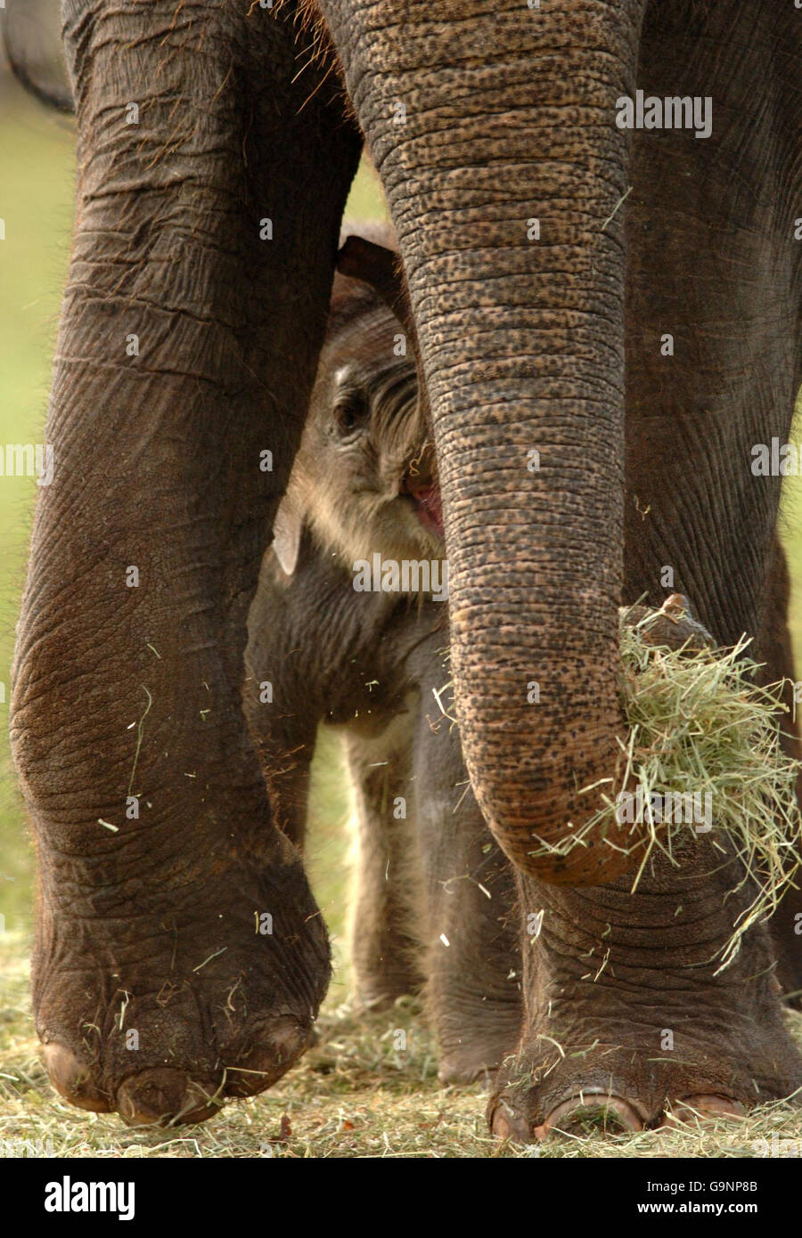 Baby elephant at Whipsnade Stock Photo