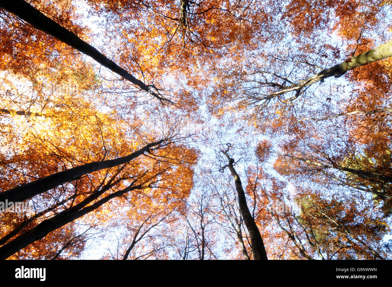 Autumnal Beech Forest, Hunsruck, Germany Stock Photo
