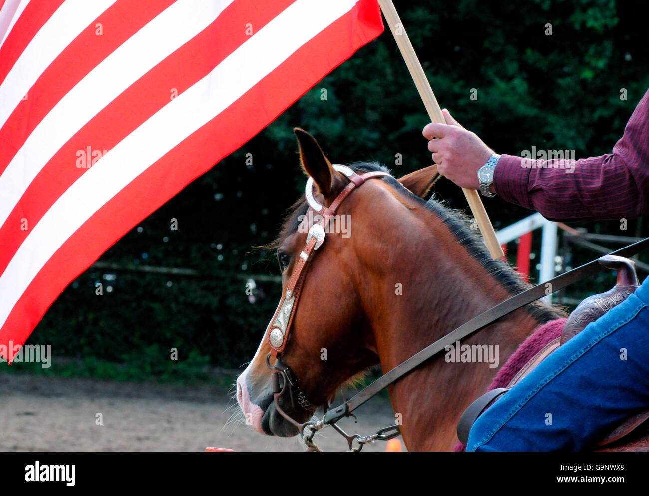 American Quarter Horse, show / headstall Stock Photo Alamy