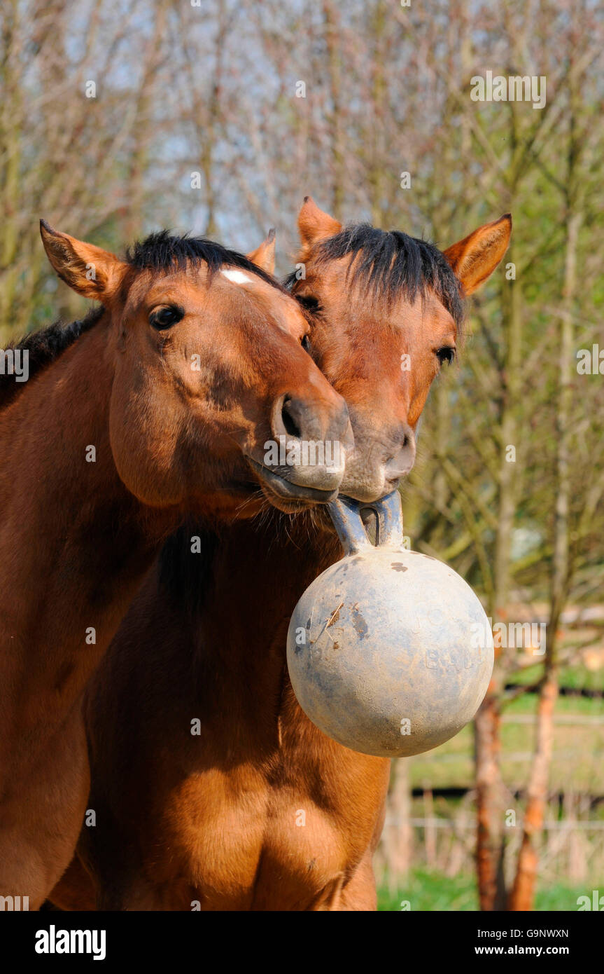 playing with toy horses