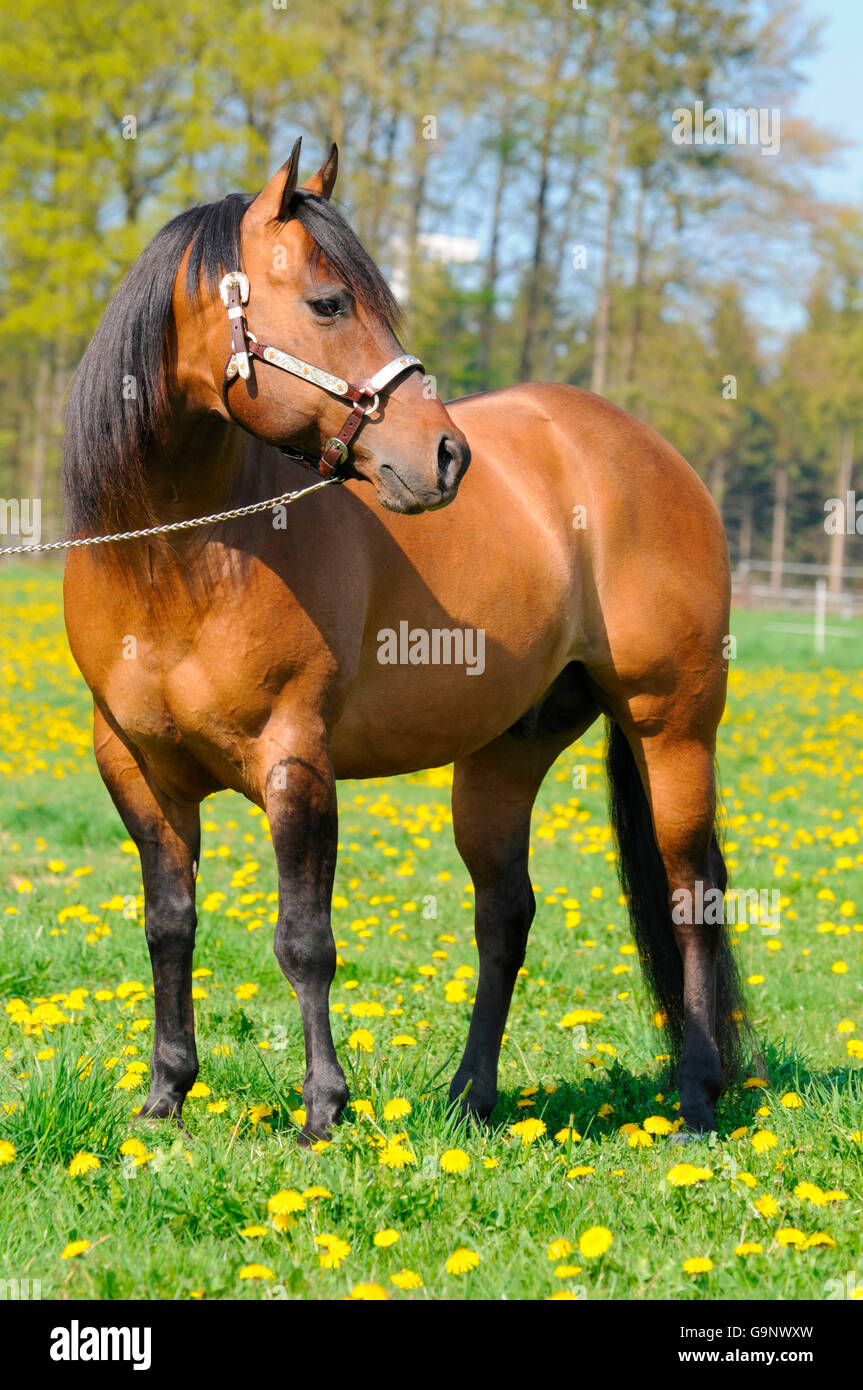 American Quarter Horse, stallion / yellow dun, halter Stock Photo Alamy
