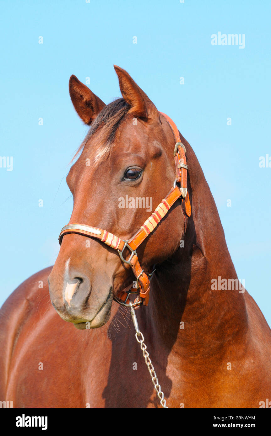 American Quarter Horse, gelding / chestnut, halter Stock Photo Alamy