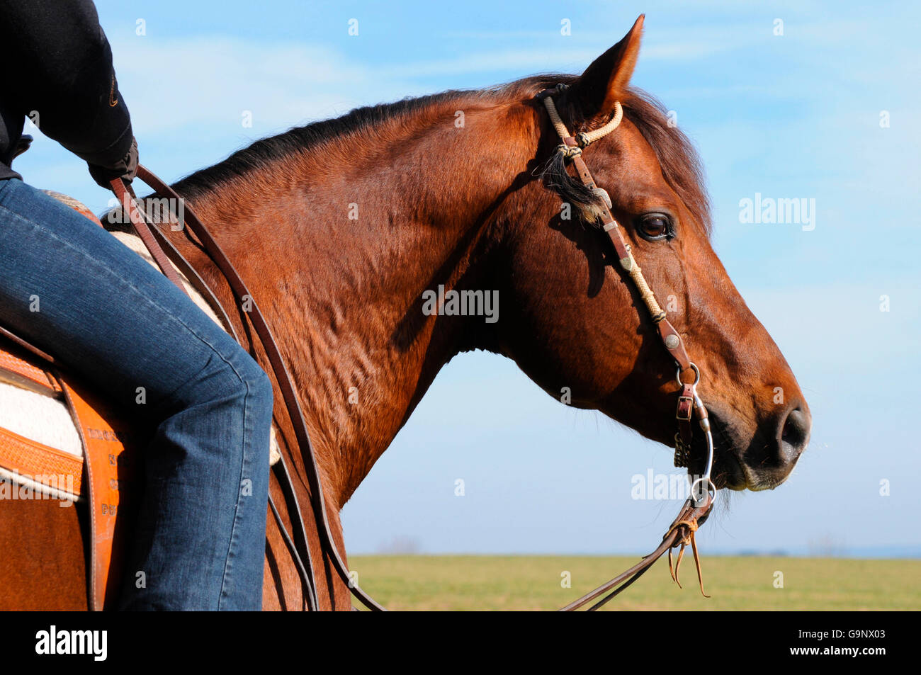 American Quarter Horse, stallion / reins, snaffle Stock Photo