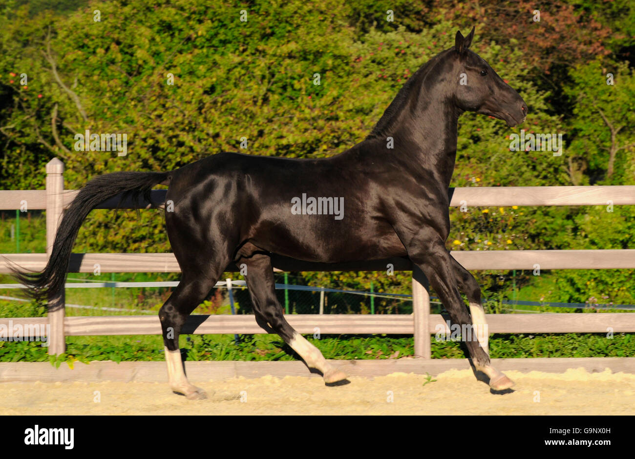 Akhal Teke, stallion / side Stock Photo