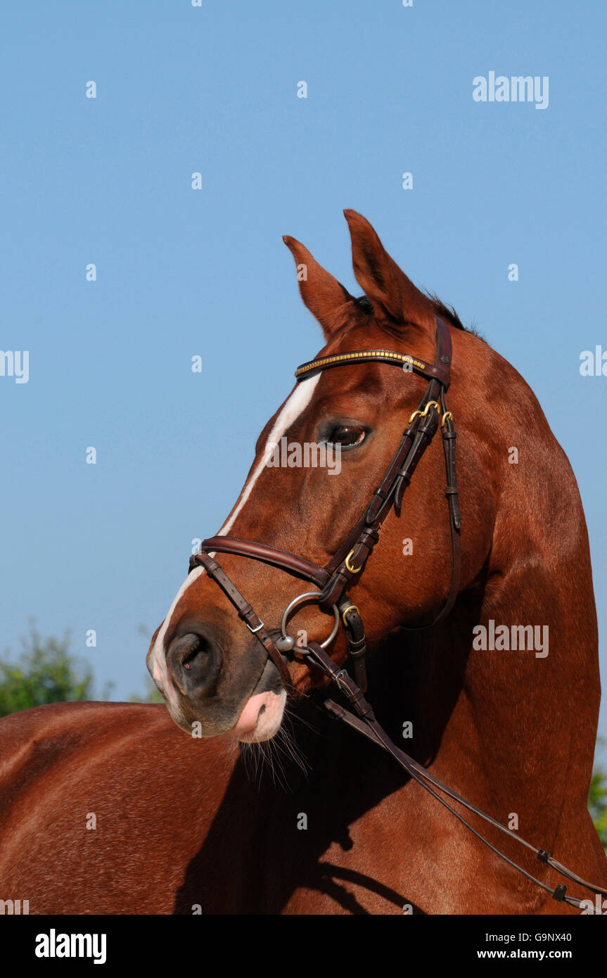 German Warm-Blood horse, gelding / Zweibrucker, Zweibrücker, sorrell, bridle, Stock Photo