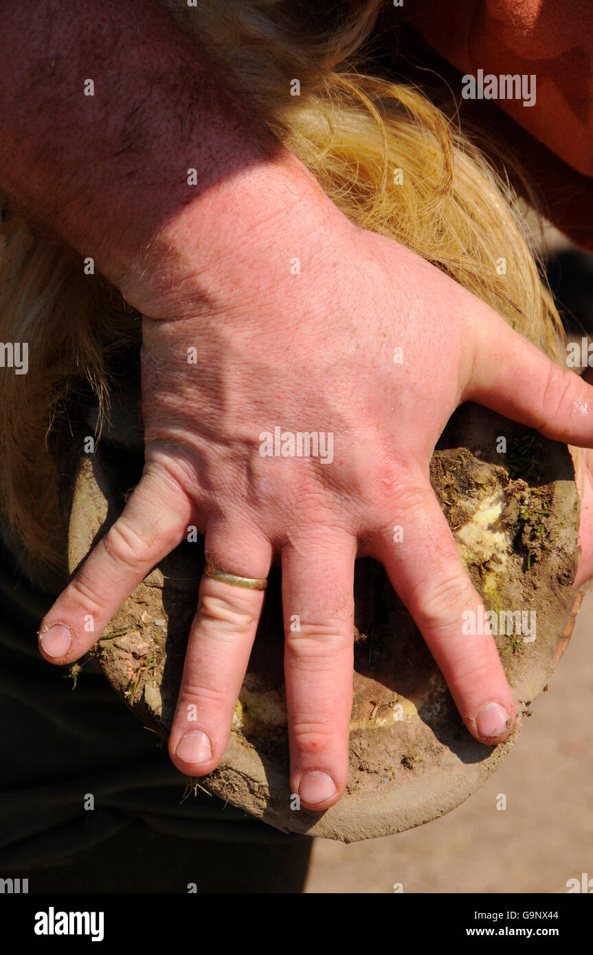 Breton Horse, hoof, in comparison with hand / Draft Horse, Draught