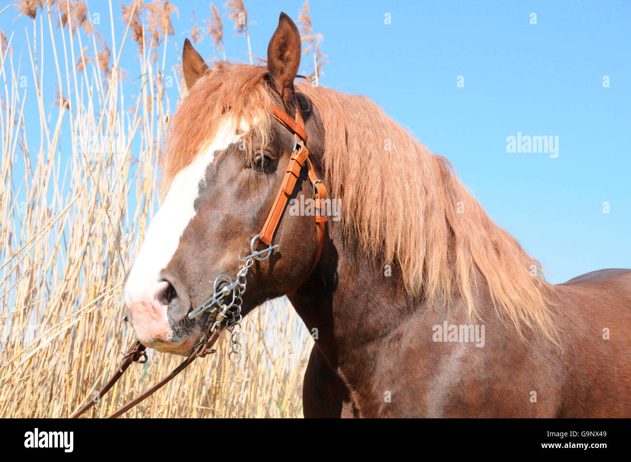 Breton Horse, stallion / Draft Horse, Draught Horse Stock Photo