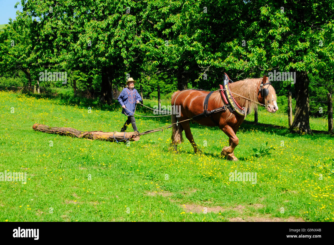 Black Forest Heavy Draught / Draft Horse, Draught Horse, pulling tree