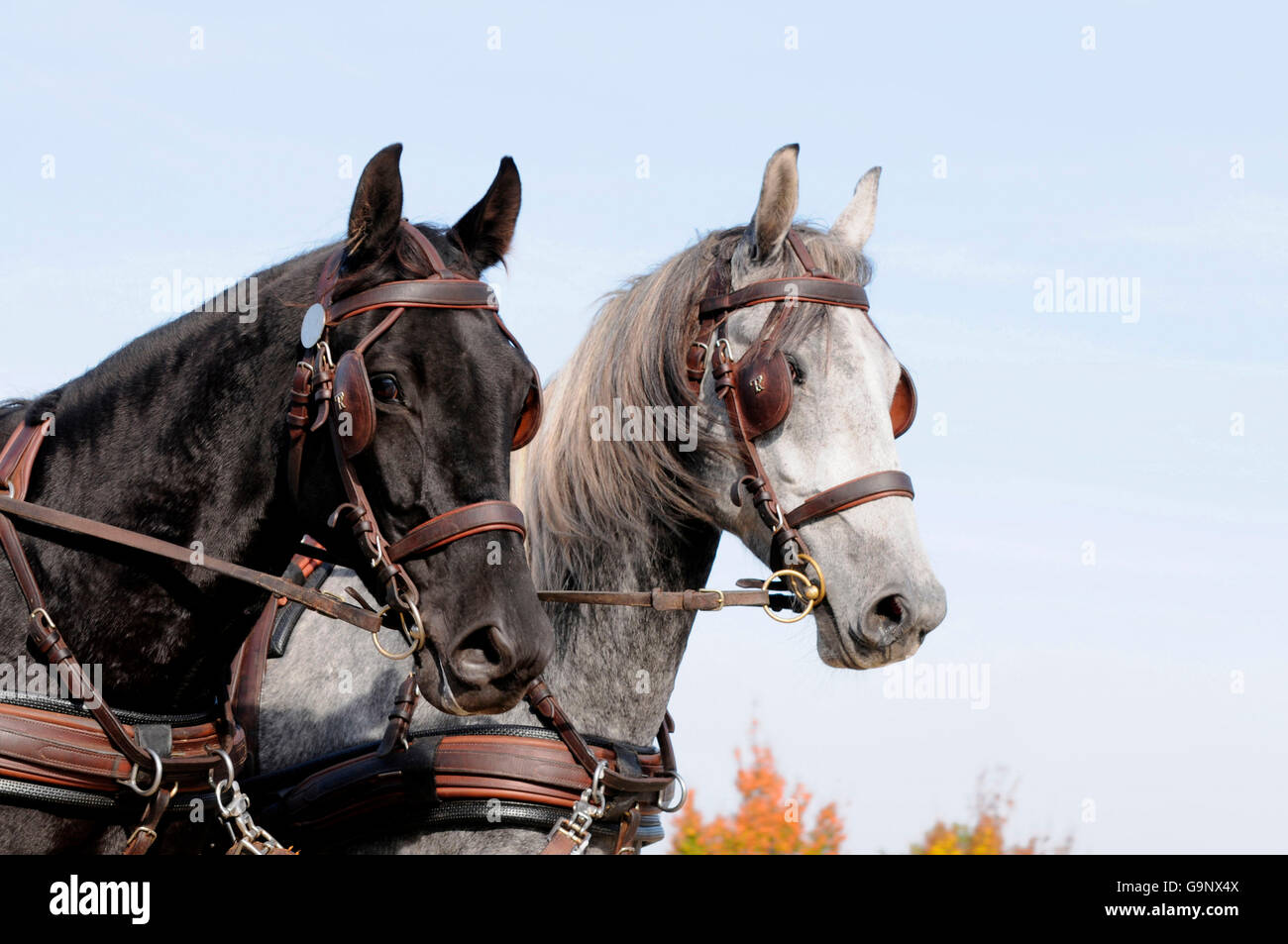 Horse Driving / pair of horses, breastcollar harness, blinders Stock