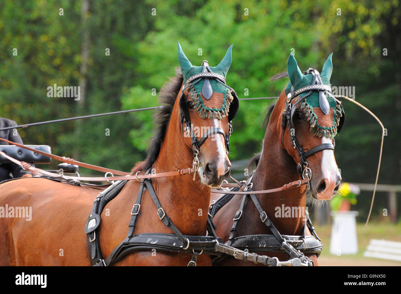 Horse pair driving hires stock photography and images Alamy