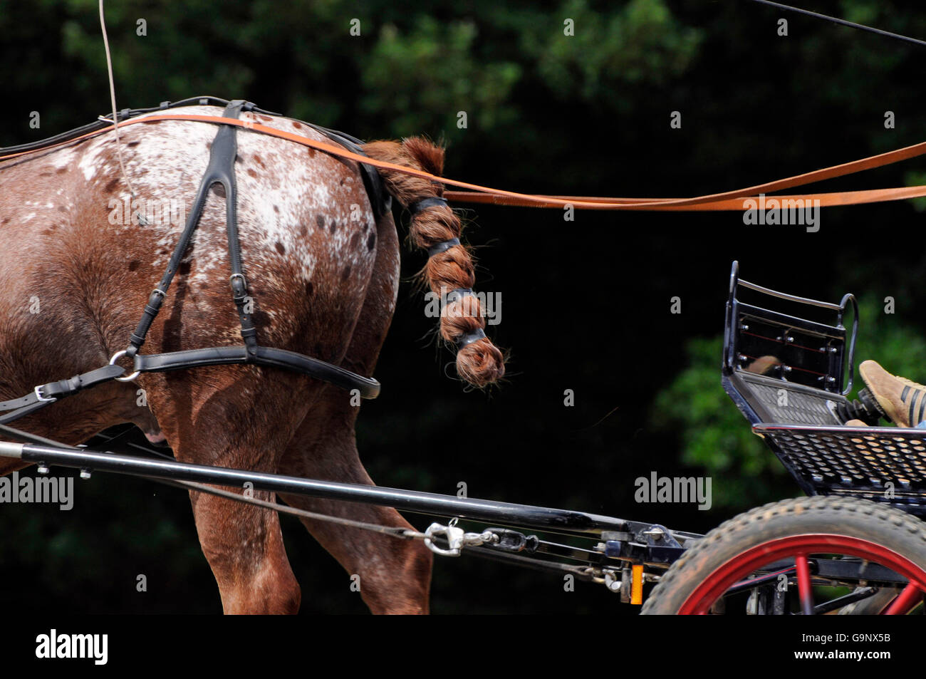 Horse Driving / tail Stock Photo