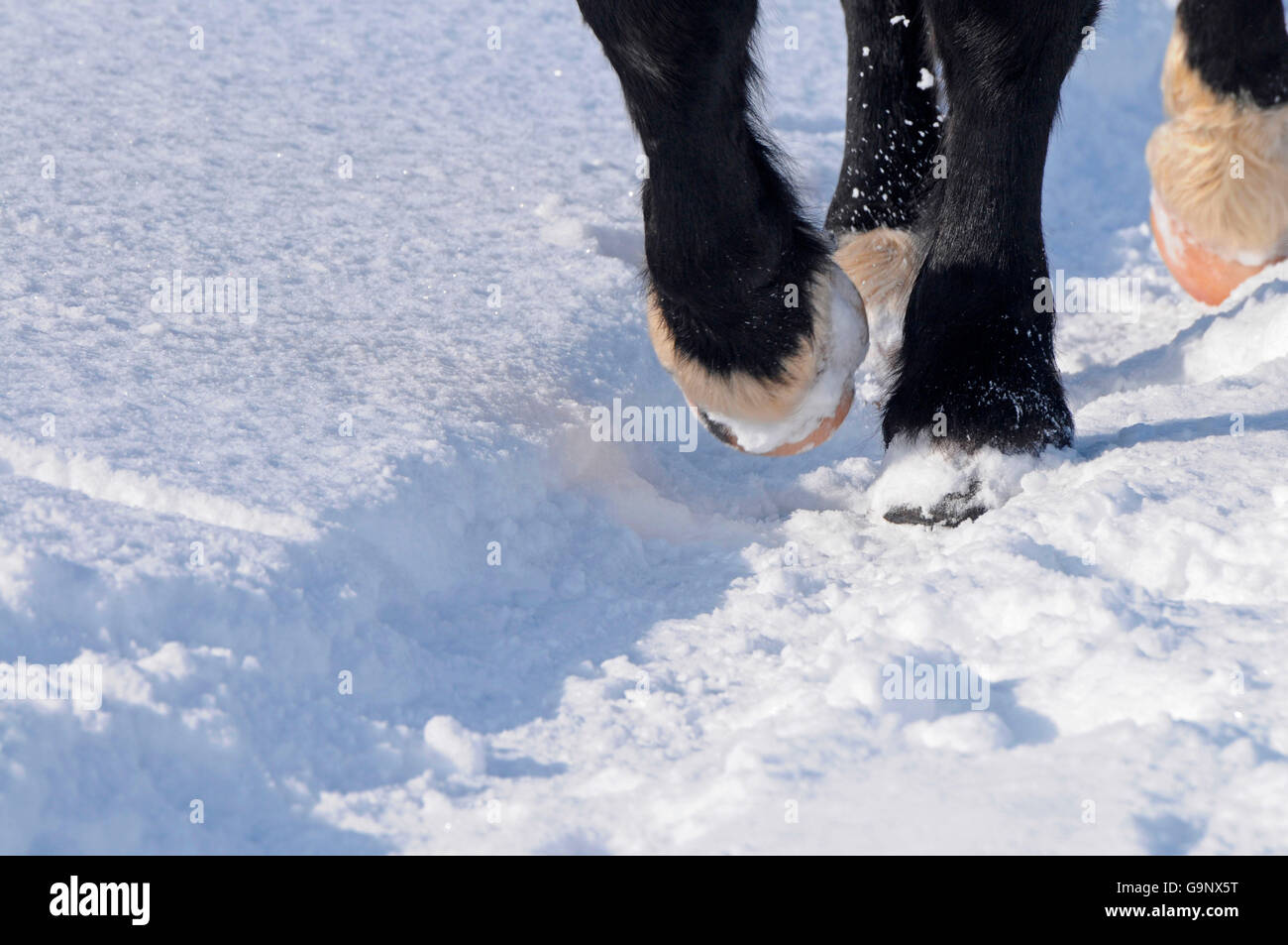 Noriker Heavy Draught, hooves / Draught Horse, Draft Horse, hoof Stock Photo