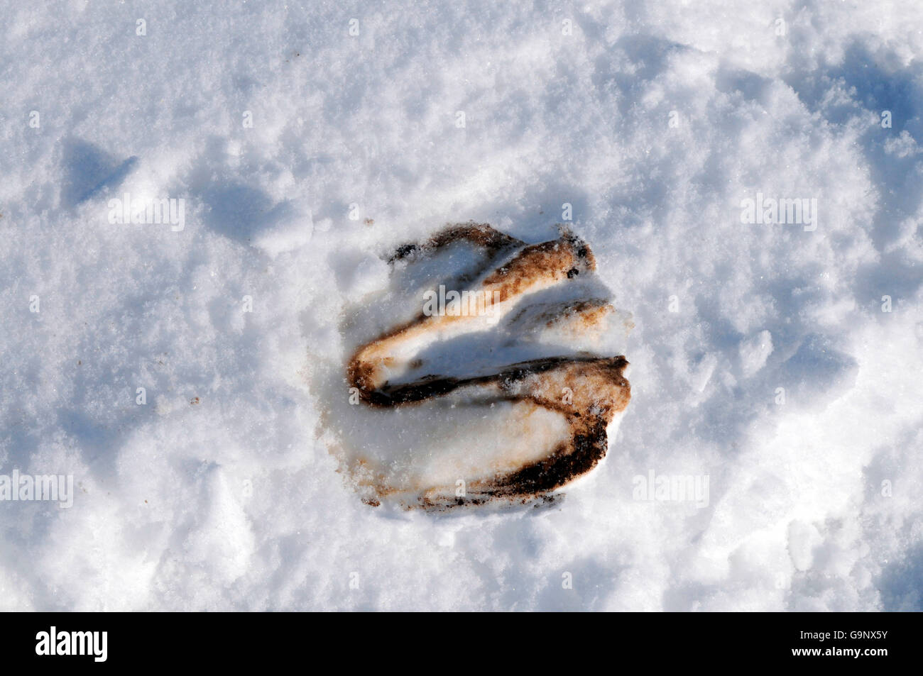 Horse hoof prints hires stock photography and images Alamy