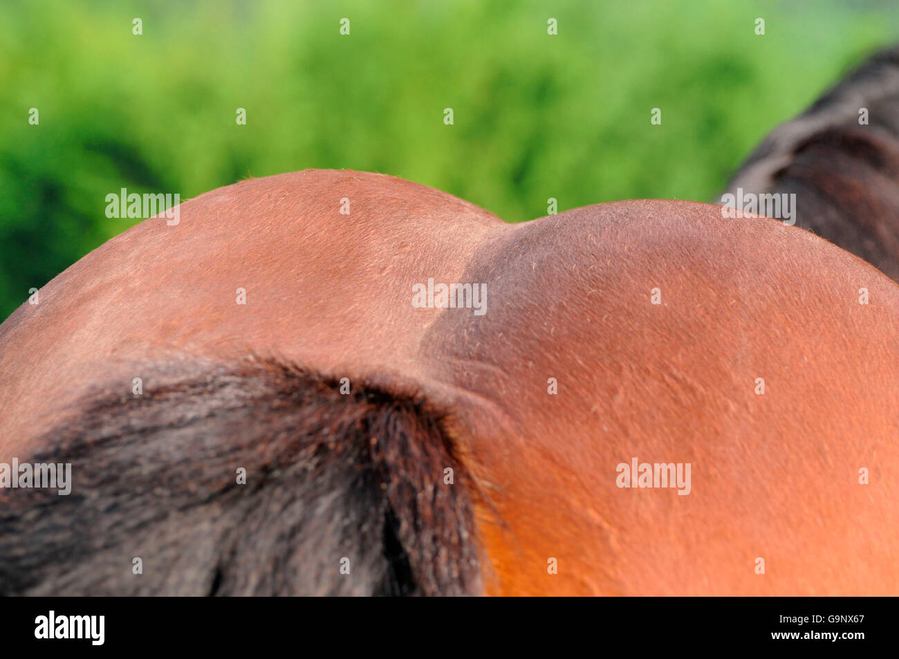 Draught Horse, croup / Draft Horse, tail Stock Photo
