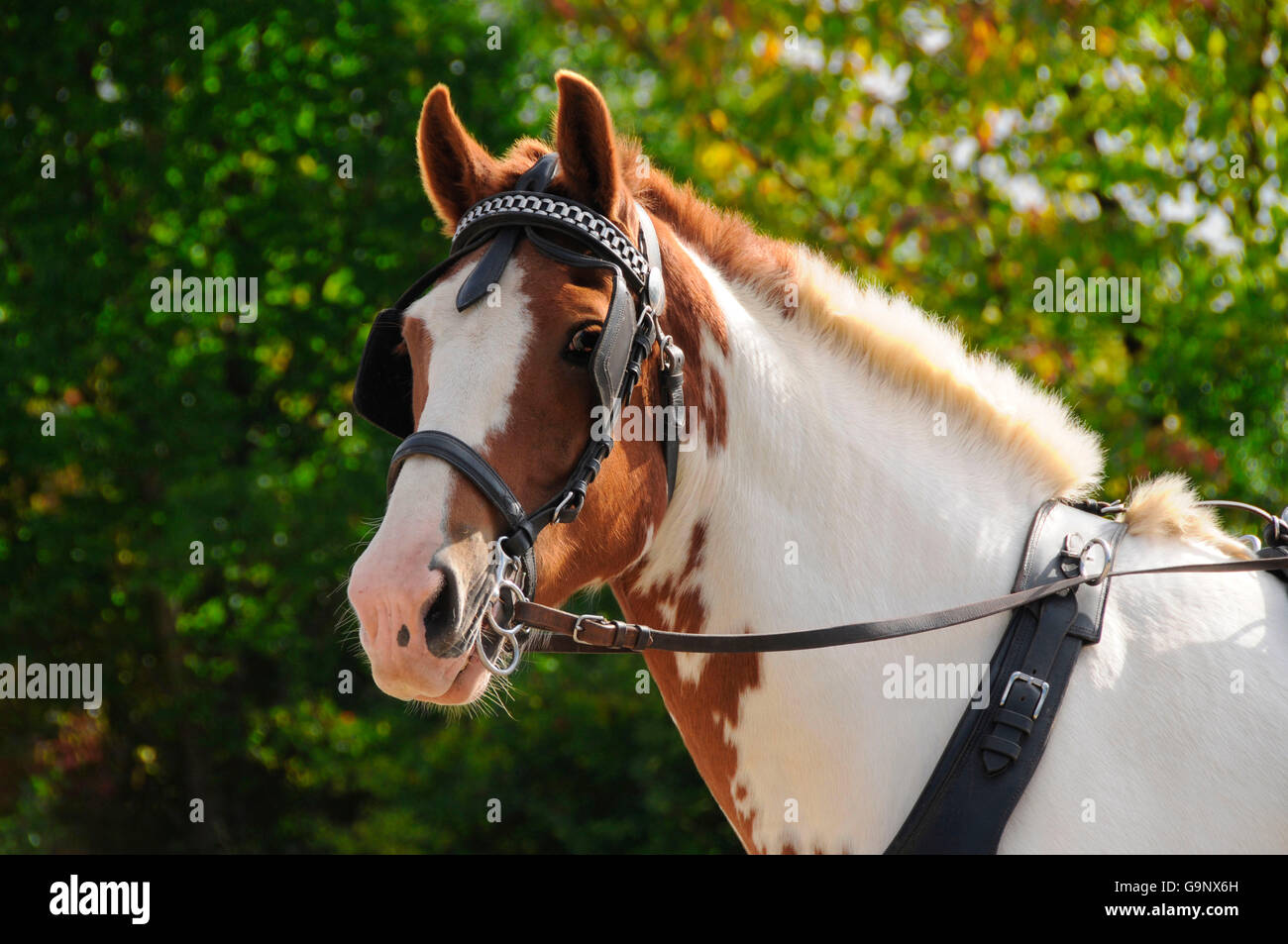 Horse Driving /single horse, breastcollar harness, harness bridle, blinders, skewbald Stock Photo