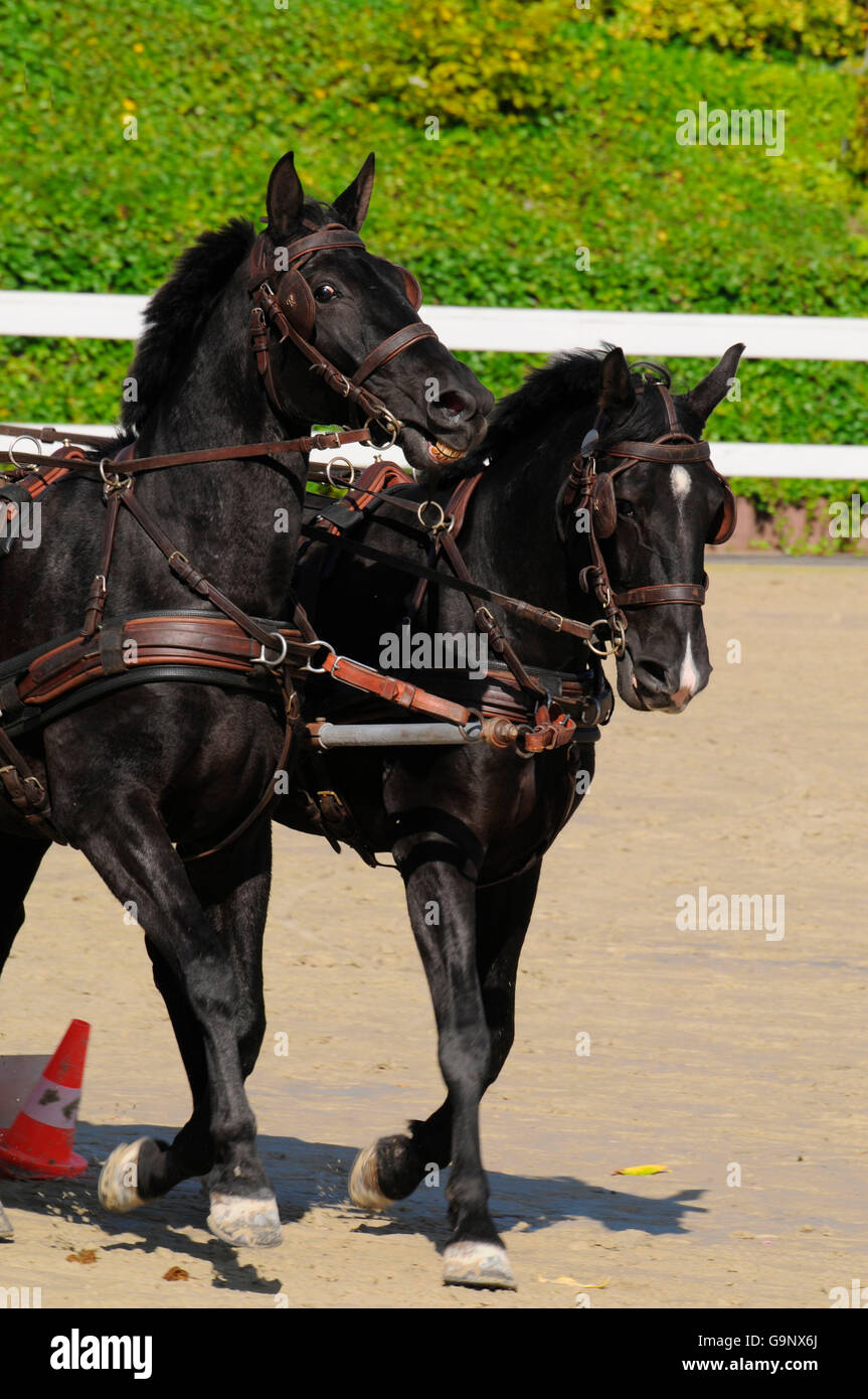 Horse Driving / pair of horses, breastcollar harness, harness bridle, blinders Stock Photo Alamy